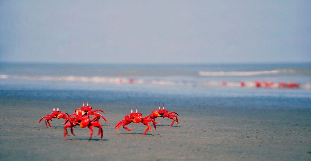 Red Crabs in cox's bazar beach